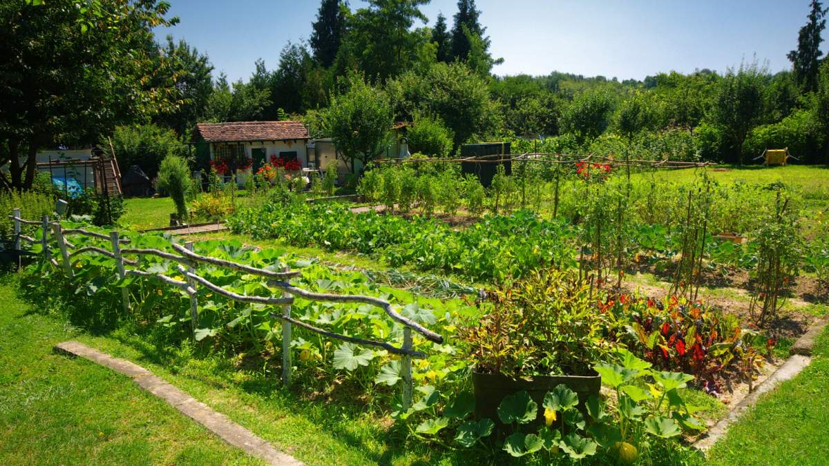 An lush green hobby farm with rows of vegetables and fruits which could be inspiration for your garden goals